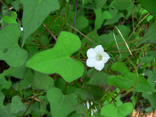 {Ipomoea lacunosa}